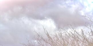 Ciidanka Xoogga Dalka oo Weerar Qorsheysan Ku Qaaday Xubno ka tirsan koxda AS.